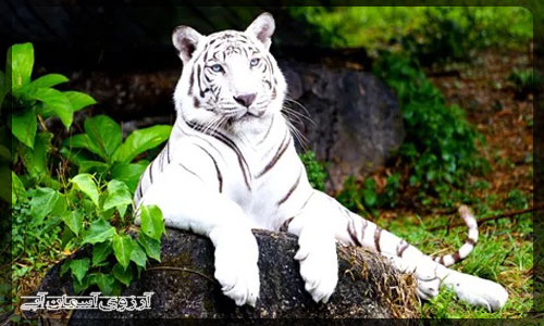 باغ وحش دبی